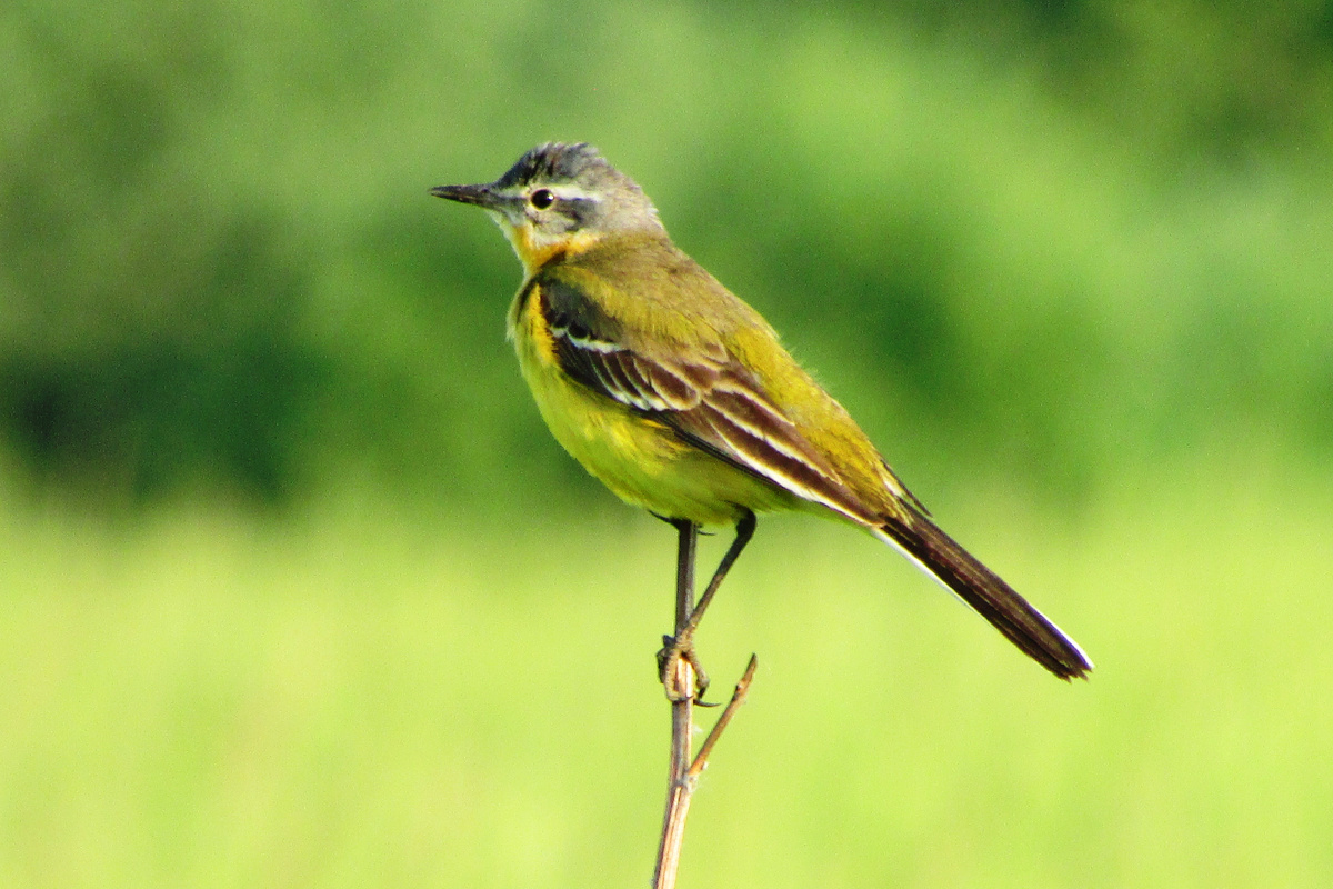 Самец желтой трясогузки