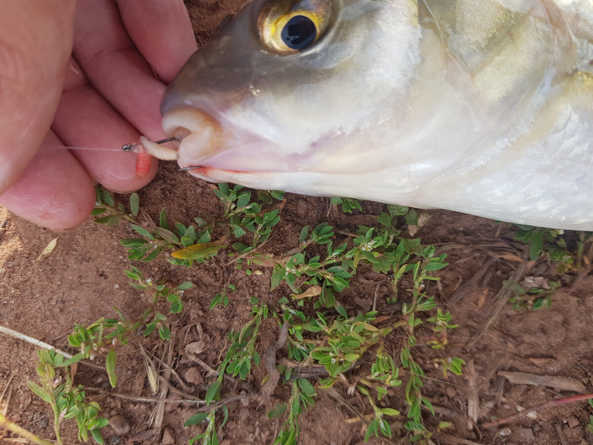 Здесь должна была быть кукуруза