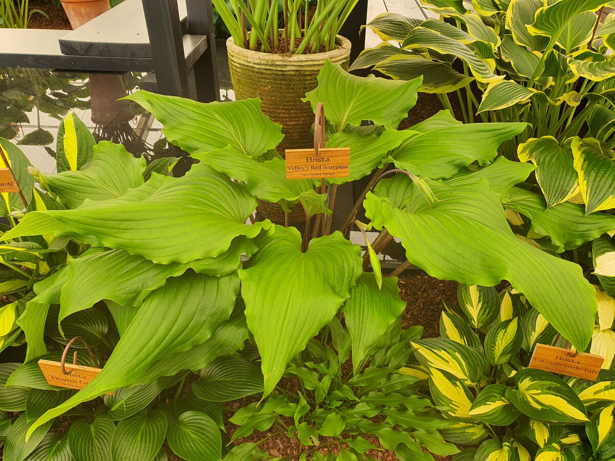 Источник фото - https://goo.su/PvYzenf  Хоста Valley’s Red Scorpion 