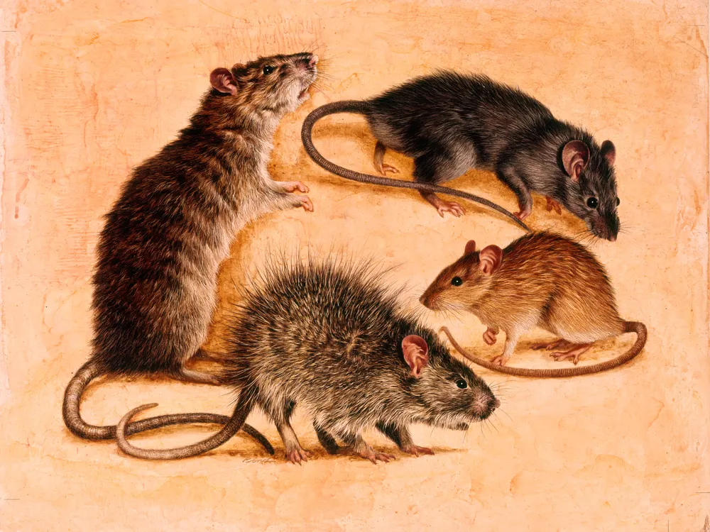 Полинезийская крыса (справа) рядом со своими родичами, на которых тоже положительно сказалась человеческая экспансия.