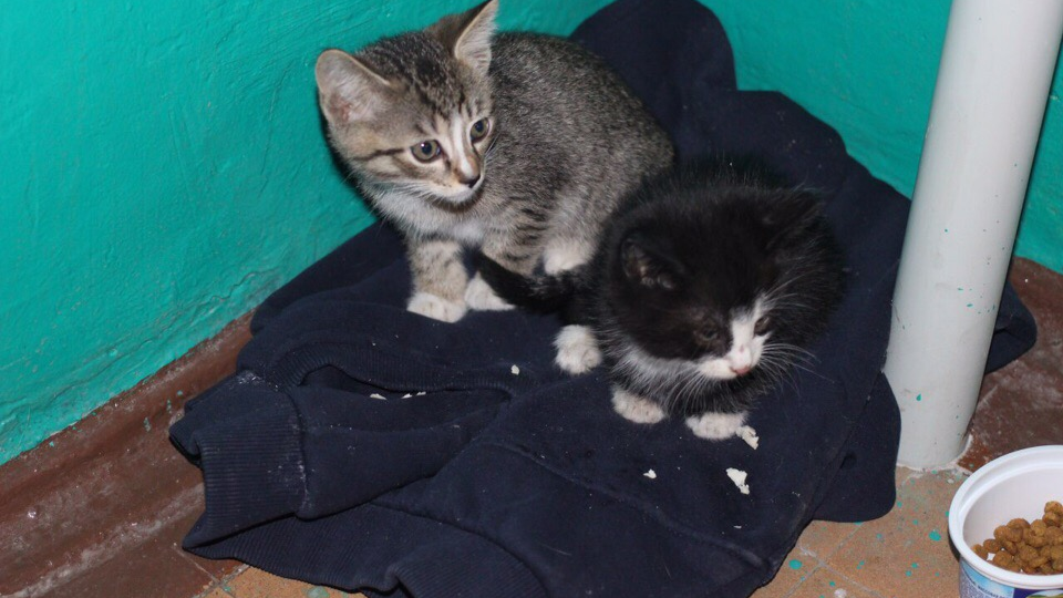 Помочь или проигнорировать? Бездомные животные в подъезде