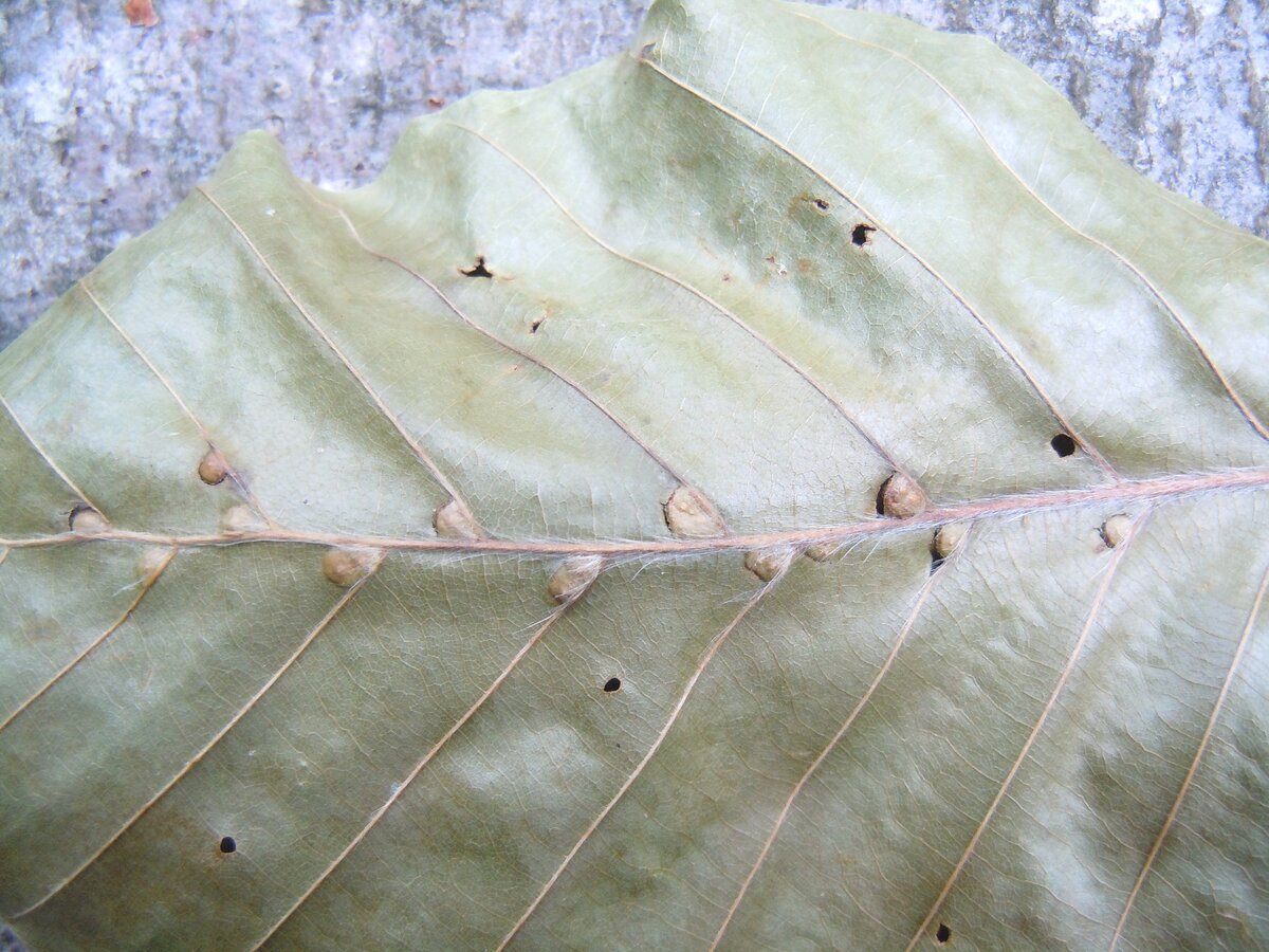 В этом 2023 году на упавшем листе бука заметил вот таких пушистиков. Часть их распушены, а некоторые как бы втянуты и похожи на бритвенные помазки. На обратной стороне листа вид такой.-5