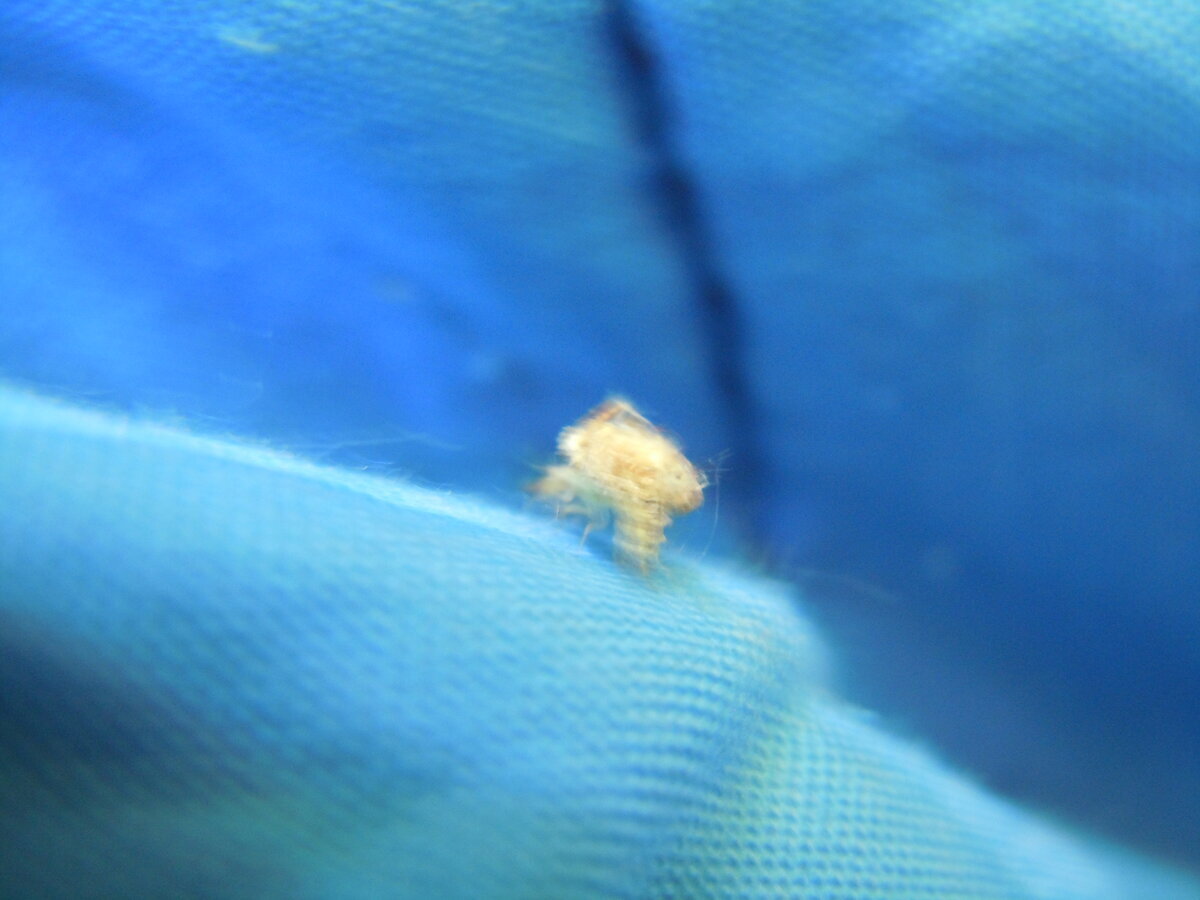 В этом 2023 году на упавшем листе бука заметил вот таких пушистиков. Часть их распушены, а некоторые как бы втянуты и похожи на бритвенные помазки. На обратной стороне листа вид такой.-10