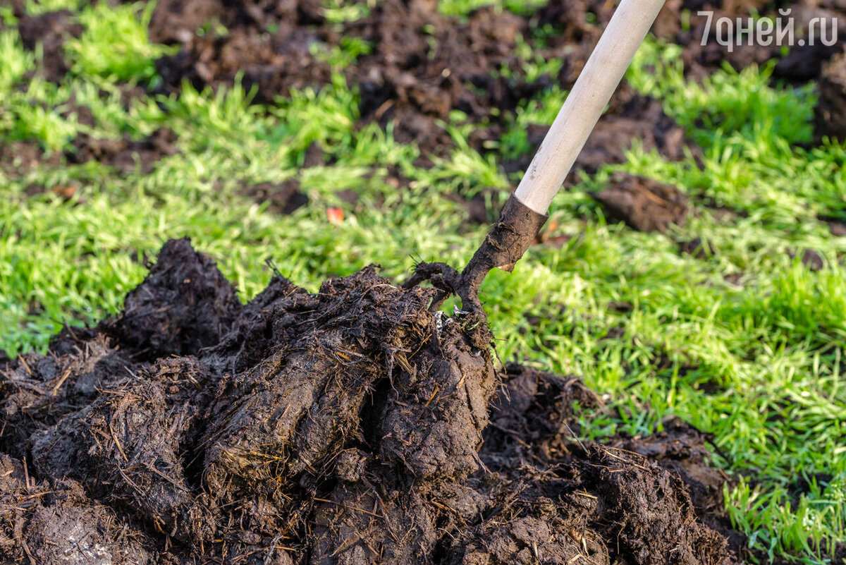    К чему снится навоз 123RF/legion-media.ru