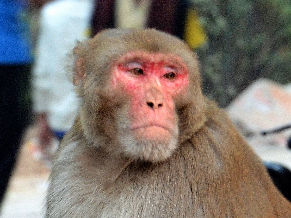 Наверное, именно таким надменным взглядом смотрела та обезьяна на охотника. Фото автора.