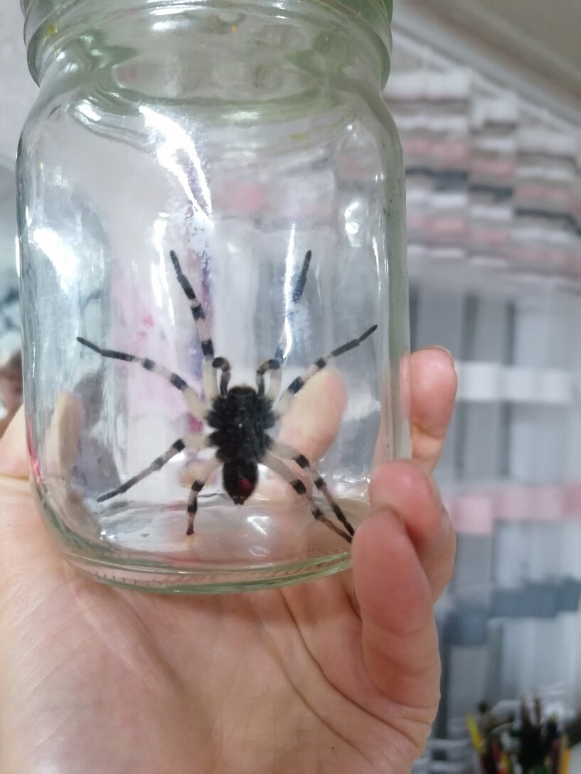 Этот паук с просторов интернета, мой был покрупнее