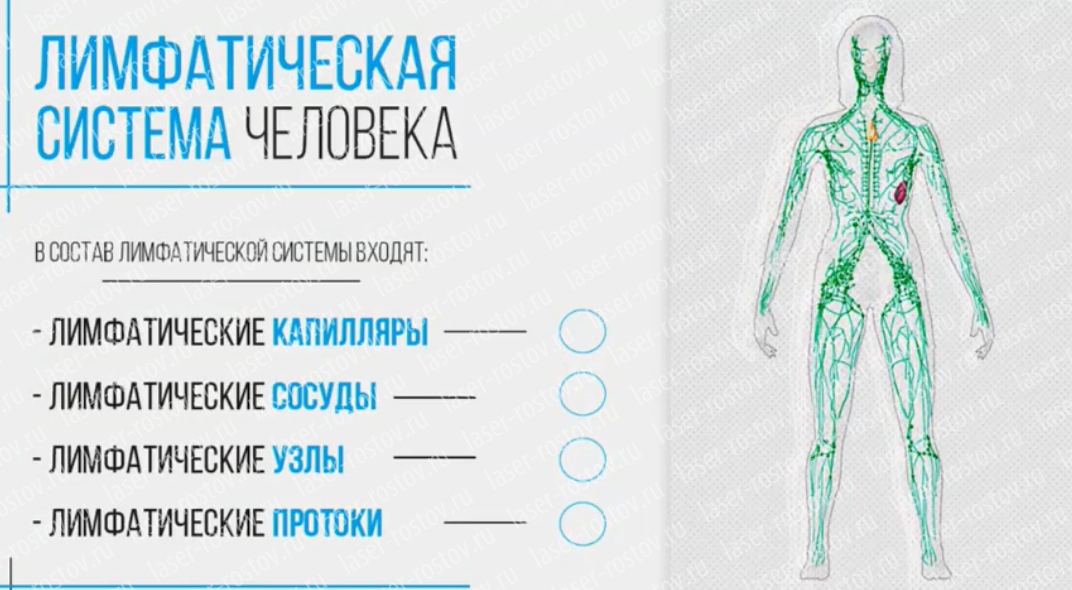 Лимфатическая система человека