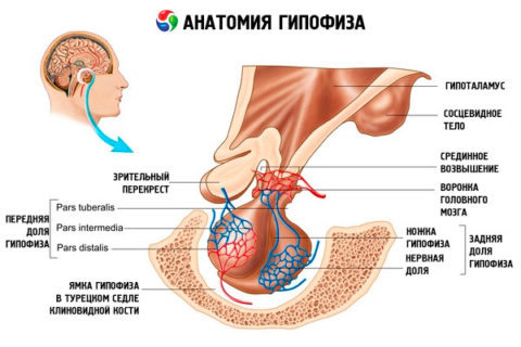  Локализация, строение и кровоснабжение гипофиза