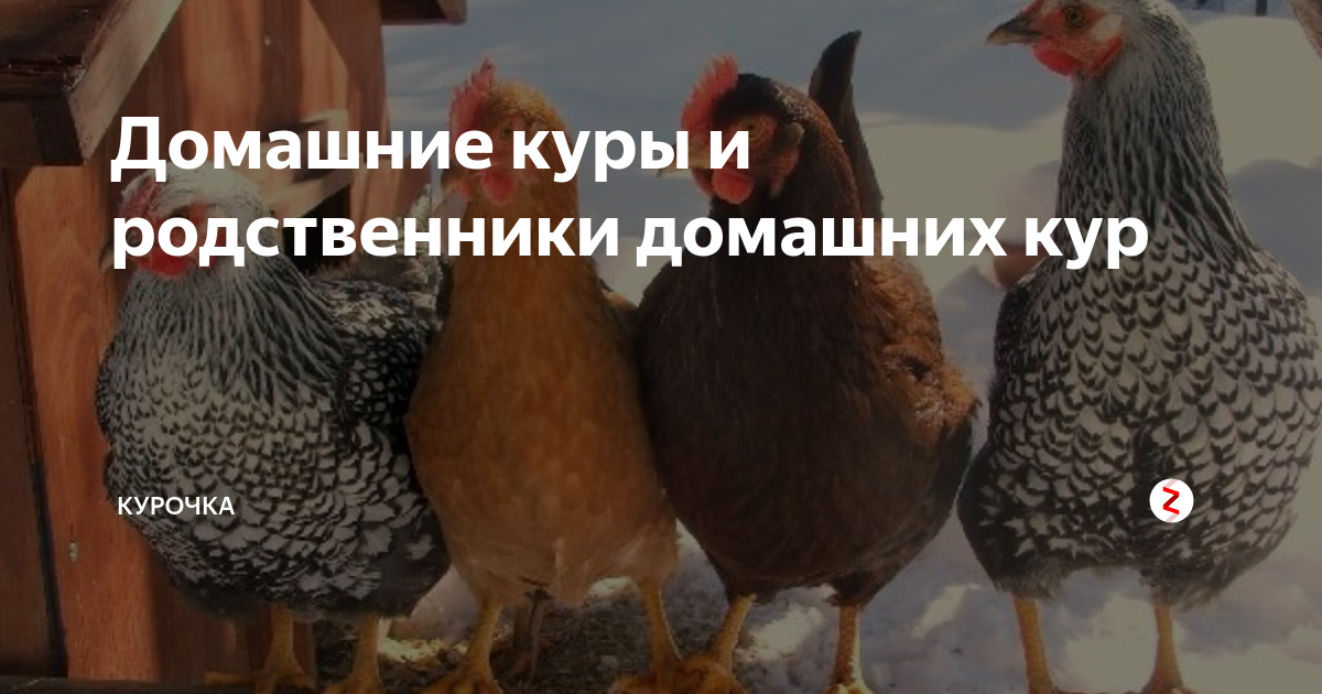 родич курицы. родственница курицы. домашняя цесарка. курица потомок тиранозавра рекс. цесарка.
