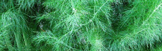 
 - Во-первых, чтобы укроп не приобрел красный оттенок, не добавляйте в почву известку либо золу.
 - Во-вторых, чтобы кустики не были тонкими и тусклыми, садите укроп в более солнечном месте.
-  В-третьих, поддерживайте влажность почвы, в противном случае ждите раннего цветения растения.
-  И в-четвертых, если растение пожелтело, значит ему не хватает азота, подкормите его разведенным коровяком либо мочевиной. 