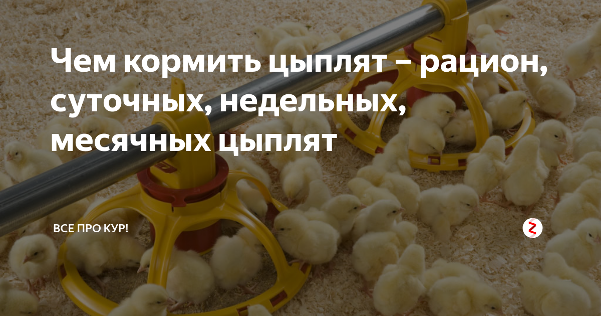 Цыплята месячные картинки