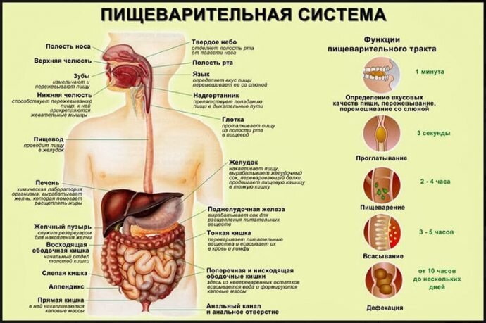 Горечь во рту