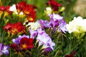 В зонах с необычным летом, длящимся недолго, луковицы нужно также выкопать, когда они отцветут. Важно подробно изучить особенности хранения посадочного материала: