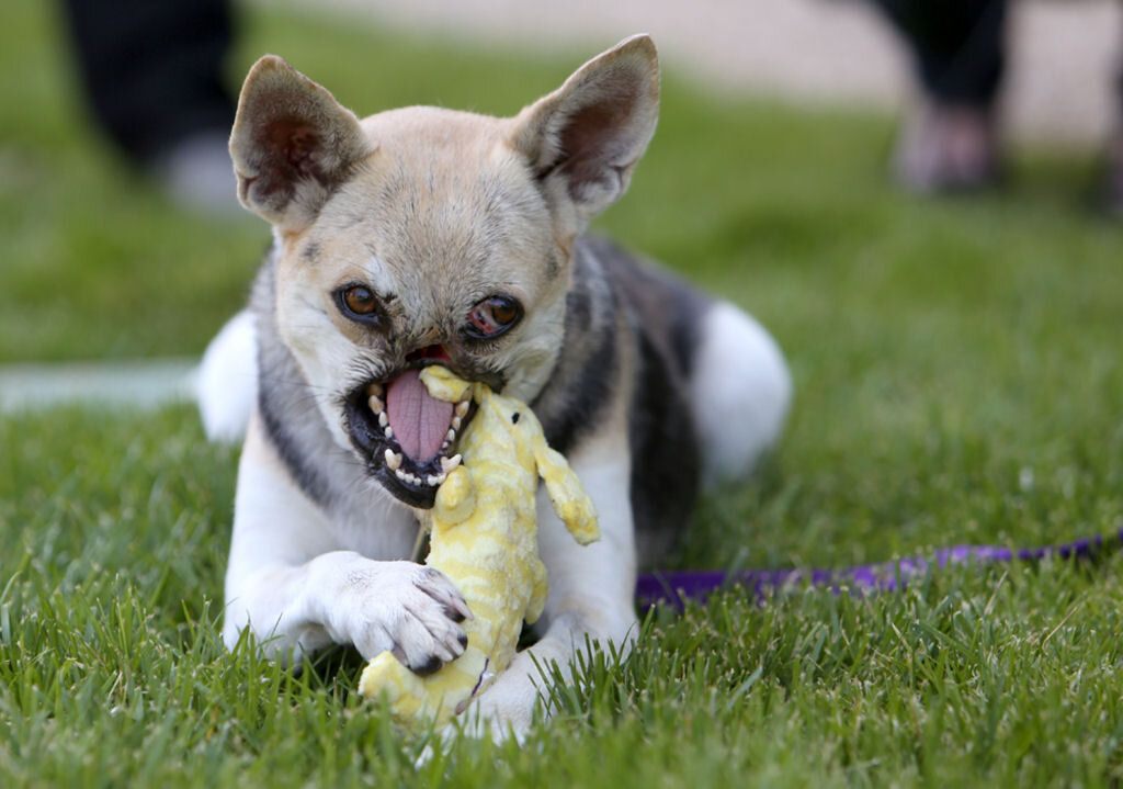 собака без верхней кабанг. без морды. без морды. порода собаки чха чха. человек и животное.