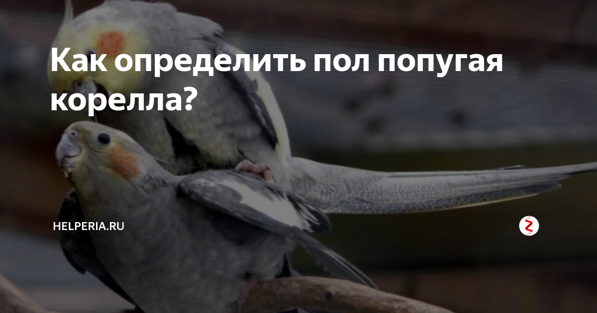 Корелла девочка как различить. Корелла девочка как различить