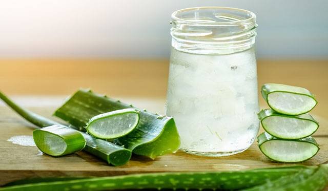 Обращаясь за помощью при  кашле к рецептам алоэ с мёдом, мы понимаем, что основная жизненная сила растения заключена в его мякоти. Именно это бесценная кладовая биологически активных веществ, заставляющих человеческий организм запустить собственные защитные реакции. Паренхима листьев при грамотном применении способна снять воспаление, нормализовать микроциркуляцию крови и лимфы, утолить боль, стимулировать процессы регенерации пораженных клеток. Структурные компоненты, входящие в состав, губительно воздействуют на бактерии, вирусы, простейшие микроорганизмы; оказывают антисептический эффект и заживляют атрофические раны.
 
 Универсальность растения в том, что к применению оно показано как внутренне, так и наружно.
 Поступая в организм посредством желудочно-кишечного тракта, кашица купирует обострения гастритов и холециститов, устраняет симптомы отдельных урологических проблем. При её использовании уменьшаются лимфоузлы и даже наблюдается положительная динамика при миомах.
 Благодаря наличию ульцина, из клеток и тканей выводятся токсины и шлаки, стимулируются процессы очищения лимфы.
 Настойка, приготовленная из мякоти алоэ, имеет массу показаний для наружного применения. Она способна восстановить здоровье наружных и средних слоев дермы, слизистых оболочек, положительно повлиять на подвижность и снятие болезненности в суставах, способствовать уменьшению симптоматики радикулитов.
 Если отсутствуют противопоказания, препараты из мякоти алоэ рекомендуются для закапывания в глаза при катаракте. Для этого отжатый и мякоти сок смешивают с холодной кипяченой водой в соотношении 1:10 и аккуратно закапывают в глазной мешок. Лечение длительное, но эффективное. Закапывание необходимо проводить три раза в день на протяжении полугода.