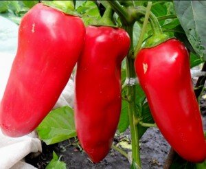 Для получения хорошего урожая рекомендуется вырастить рассаду из семян. Семена проходят тщательный отбор и обработку. Для проведения отбора необходимо погрузить семена в холодный соляной раствор на десять минут. Некачественные семена должны всплыть на поверхность. Всплывшие семена нужно удалить, а оставшиеся обработать. Для этого их погружают в слабый раствор марганца на пятнадцать минут. А затем оборачивают тканью и оставляют для прорастания на сутки в теплом месте. Пророщенные семена сажают в стаканчики или в горшочки и оставляют в месте, куда свободно попадают солнечные лучи.