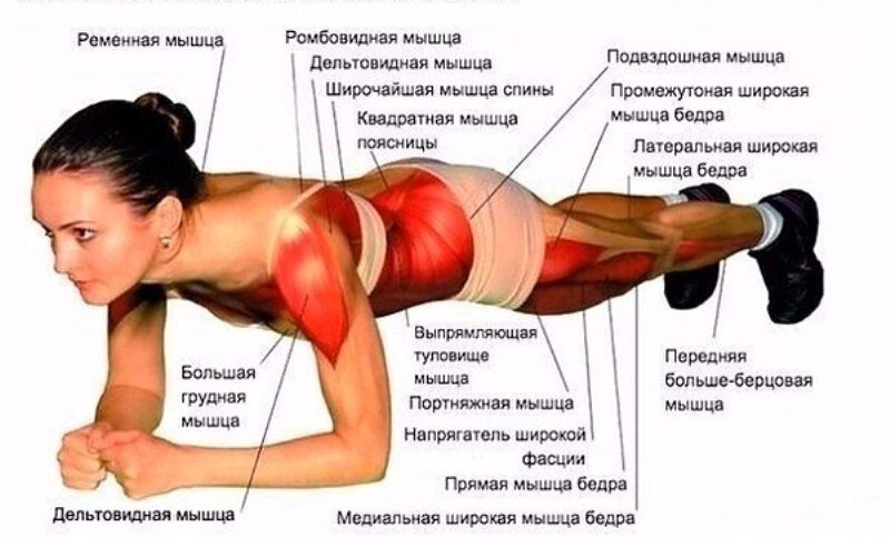 Наиболее крупные мышцы, задействованные в упражнении.  Фото istockphoto.com                                             