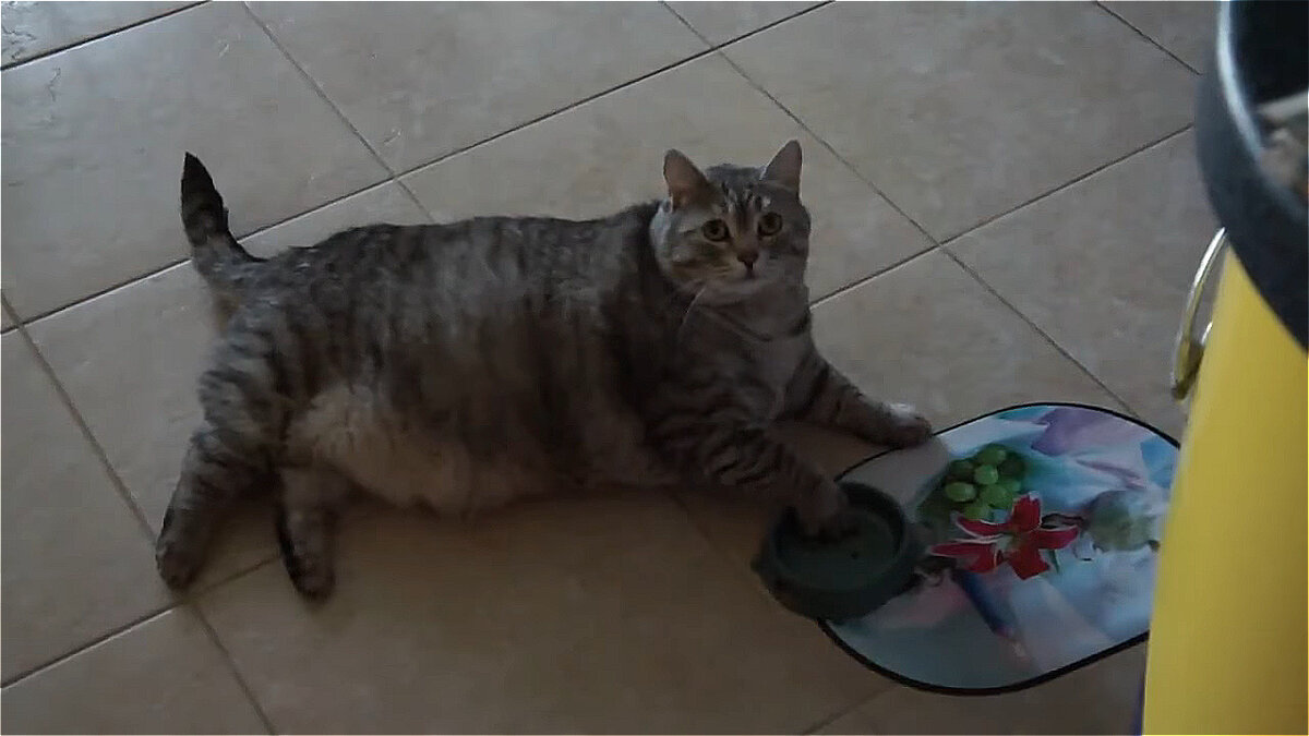 Кошка просит еду. Кот просит еду. Котик просит еду. Толстый кот просит еды. Толстый кот выпрашивающий еду.