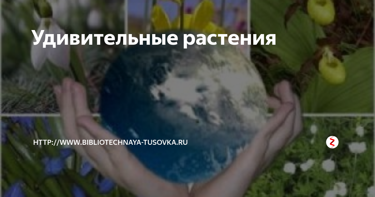 Удивительные растения | http://www.bibliotechnaya-tusovka.ru | Дзен