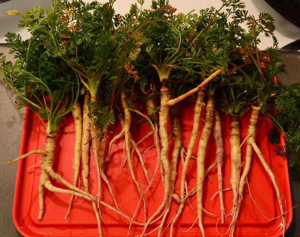 Белый корень съедобный. Морковь Дикая (Daucus carota). Морковь Дикая корневище. Корневище Daucus carota. Дикая морковь корнеплод.