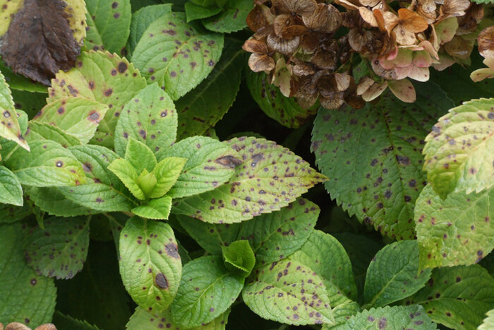 Бактерии - пятна серого цвета