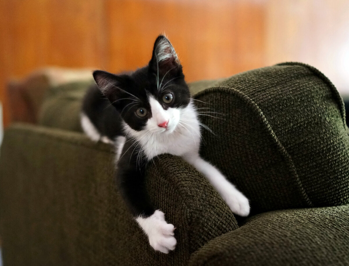 Этот диван искушает меня, хозяин! Мне нужна альтернатива... 