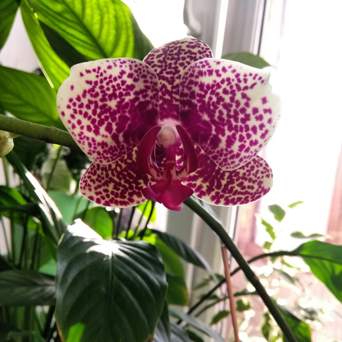 Спасаем орхидею: почему засыхають и портятся корни, как их восстановить