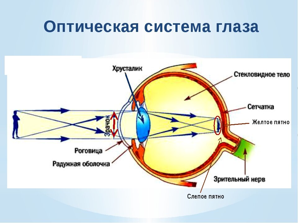 строение глаза, где сигнал поступает на зрительный нерв