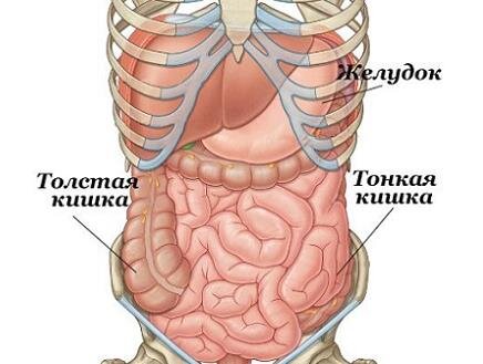 Рисунок 1. Расположение тонкой кишки в организме. Источник: ozhkt.com