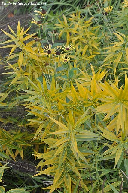 Амсония и рудбекия Henry Eilers