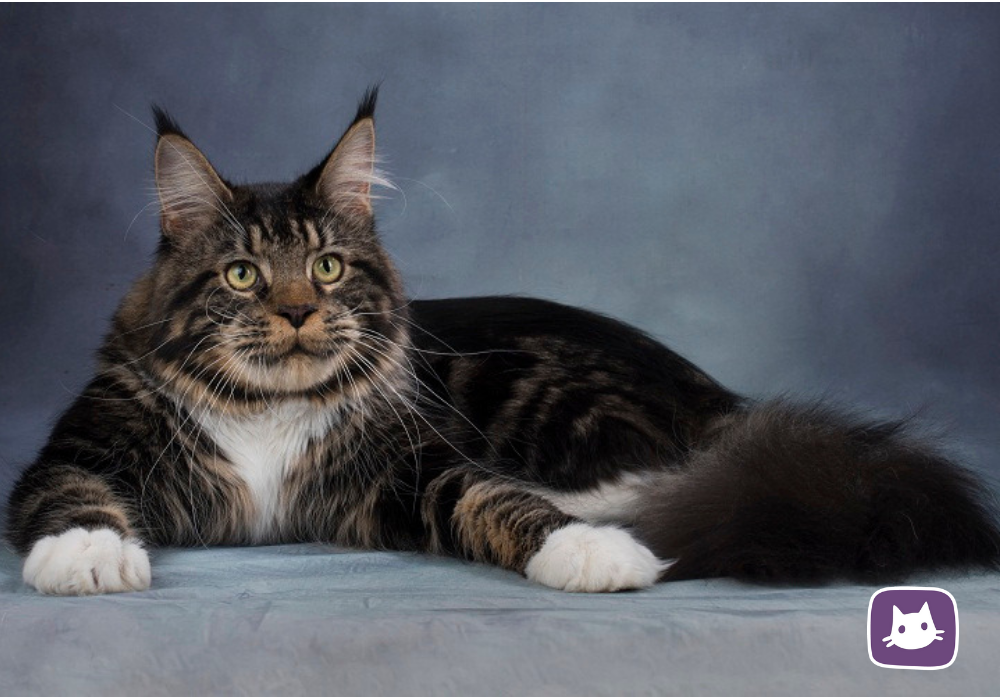 Самый крупный кот в мире: Геркулес | Нос, хвост, лапы | Дзен