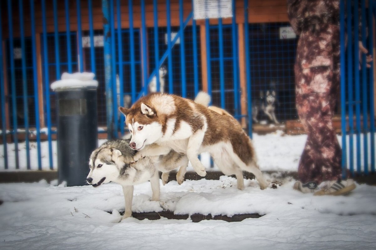 торопимся гулять