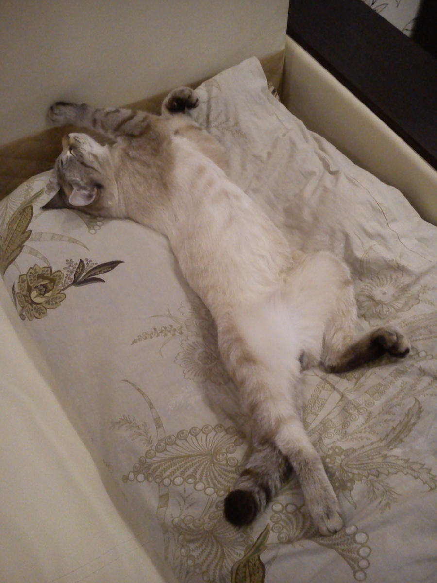 Поэтому по стечению обстоятельств оставшись без оффлайн работы, я твердо решила больше не искать трудового рабства "на дядю" и начала поиски альтернативы. Первый вопрос, который пришел в голову — как заработать в интернете без вложений. Денег лишних то нема.