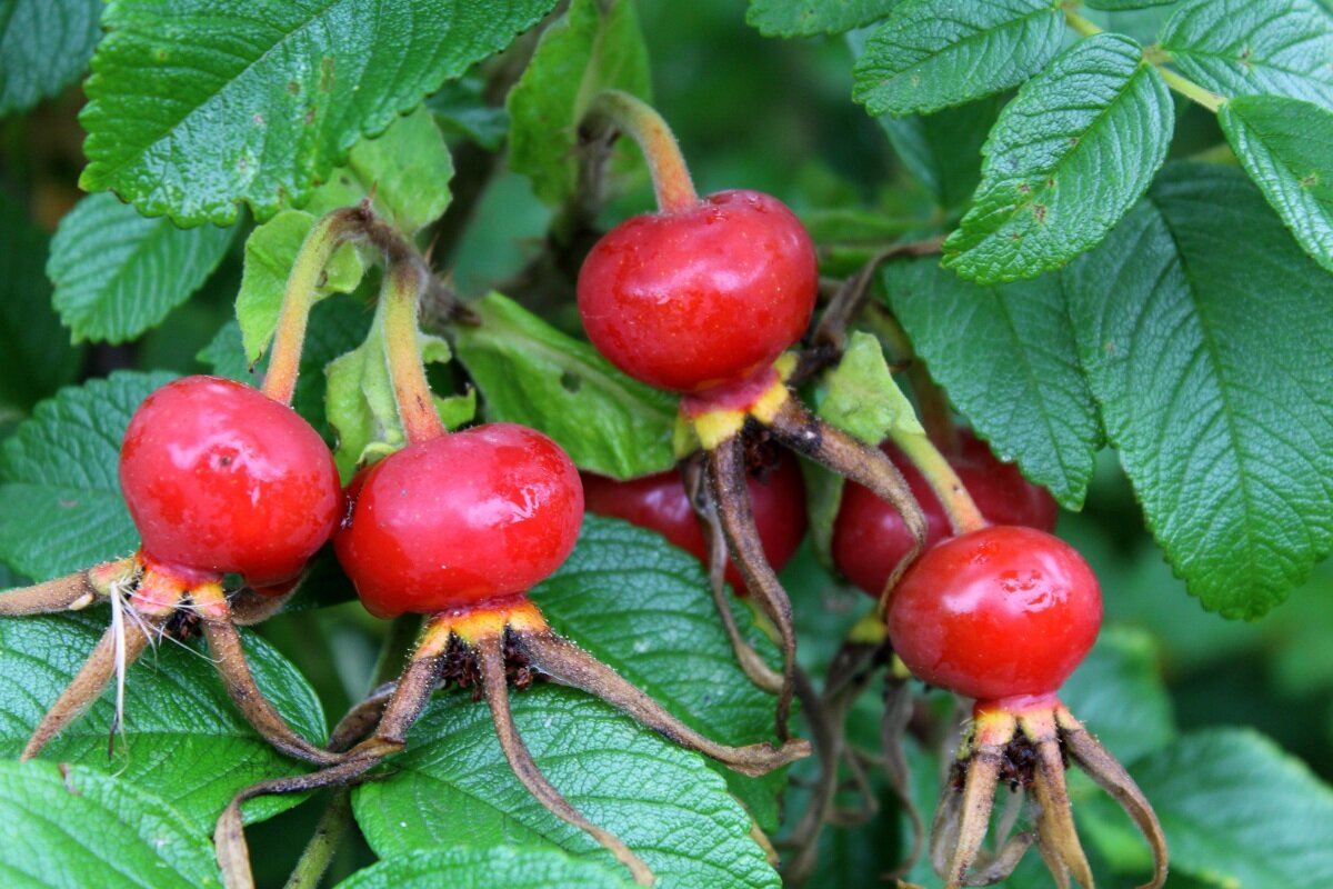  По многочисленным просьбам моих подписчиков продолжаю сегодня знакомить читателей с уникальной системой оздоровления от Микулина Александра Александровича!-20