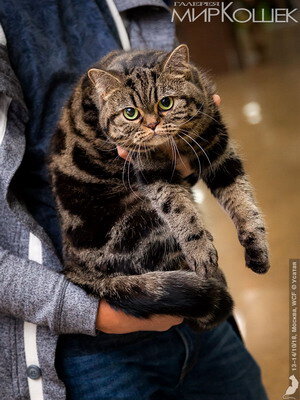 На прошлой неделе принят закон "Об ответственном обращении с животными..." 
