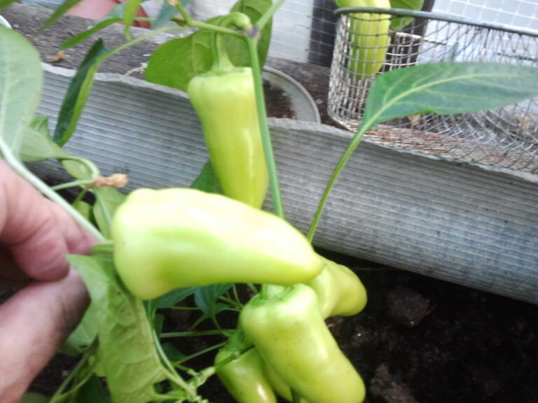 Пришло время готовить рассаду