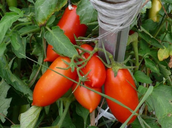 Что нужно знать о томатах Кенигсберг?