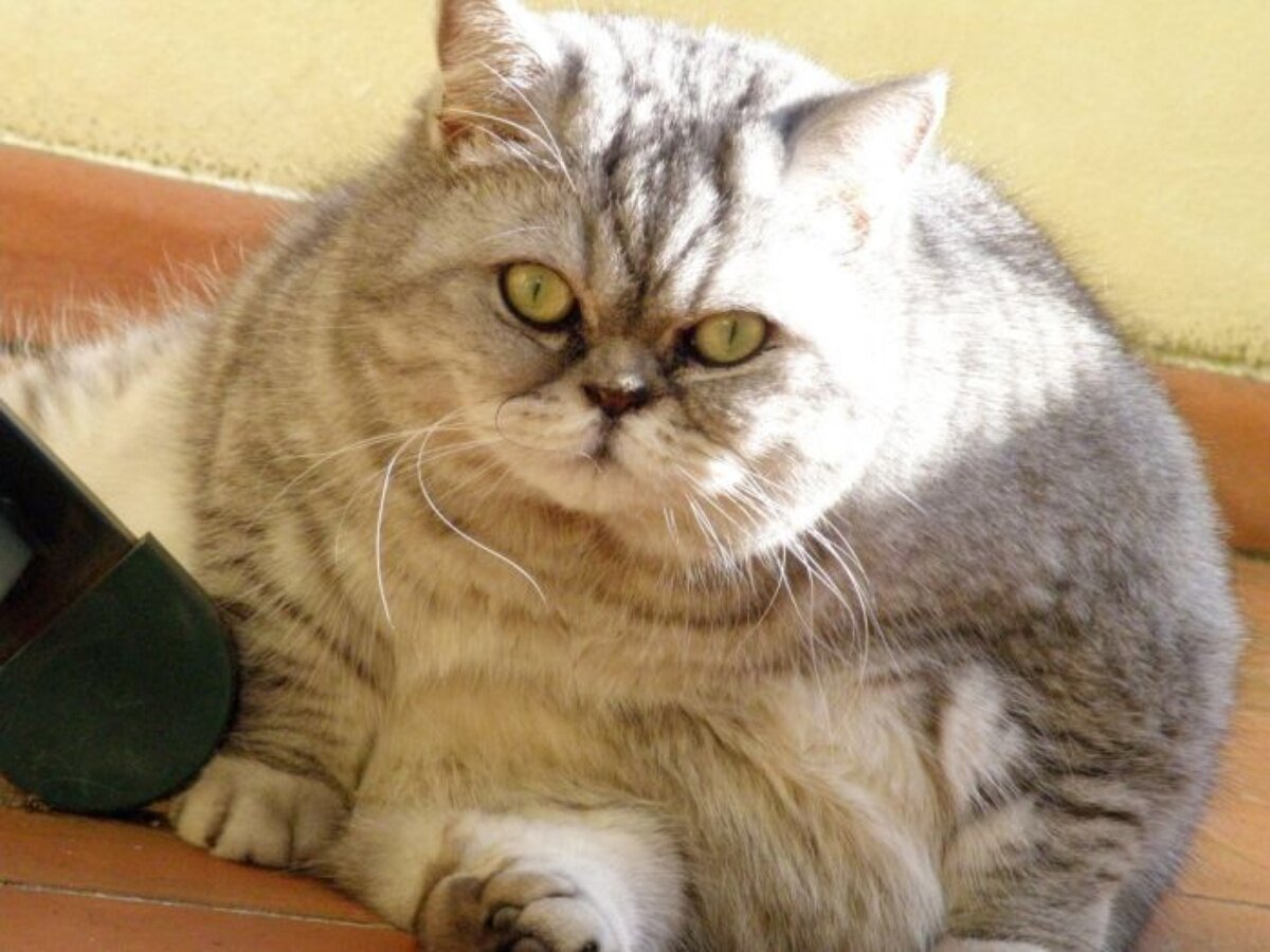 Был неуклюж толстый. Толстый кот. Жирный котик. Очень жирный кот.