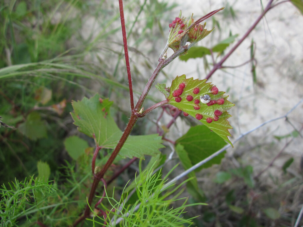 Филлоксера - вредитель виноградников, уничтожившая весь урожай во Франции в 1890-1893 гг