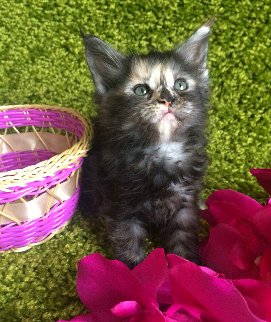 Фото котенка из питомника Adamand-coon