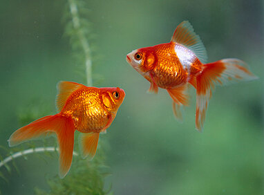 Разные расцветки, интересная жизнь, что может быть лучше?