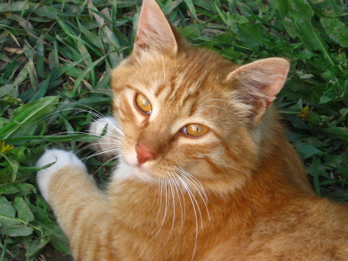 Красавчик Рыжик