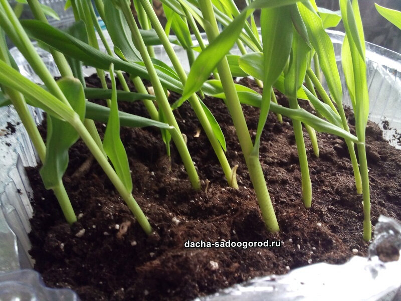 Выращивание рассады кукурузы в домашних условиях 🌾