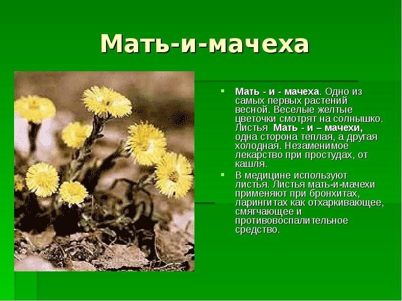 Мастер-класс «Мать-и-мачеха»