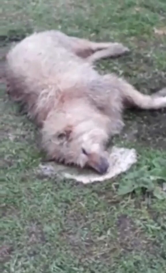 Причём как бездомных так и домашних, больших и маленьких, как это было по словам местных 5  мая. Жертвы живодеров умирают мучительно - их сковывают судороги, идет пена в вперемешку с рвотой из пасти. Зоозащитники совместно с неравнодушными жителями собираются отправить тела на экпертизу, для установления причин смерти, чтоб привлечь внимание общественности и правоохранительных органов. 
Напоминаем, что в декабре 2018 года вступил в силу Федеральный Закон "Об ответственном обращении с животными" где в подобных случаях предусматривается уголовная ответственность.