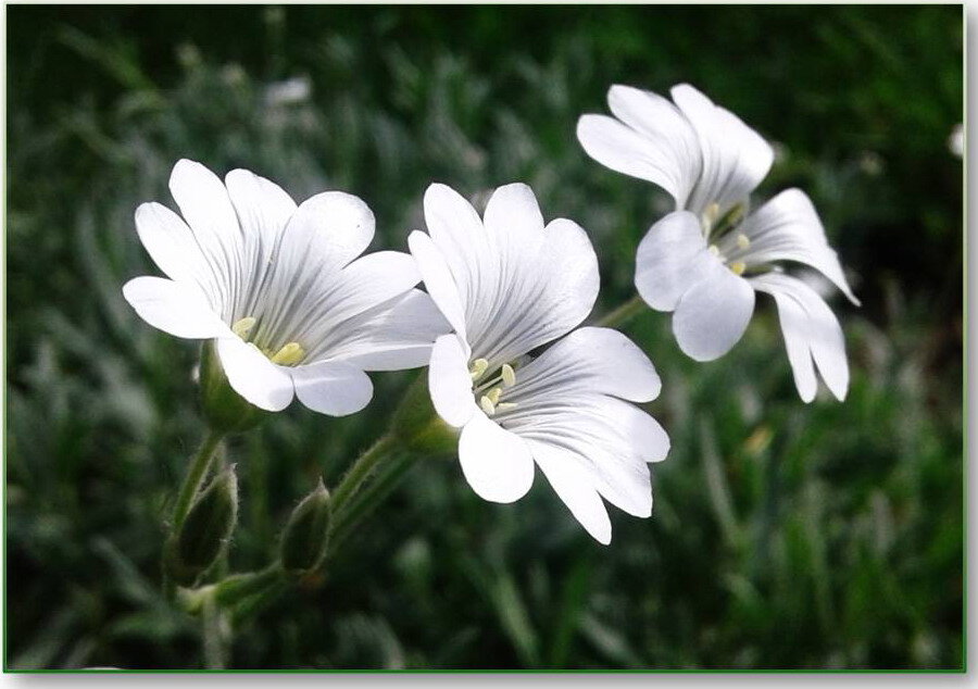 Ясколка Биберштейна (Cerastium biebersteinii), или ясколка серебристая.