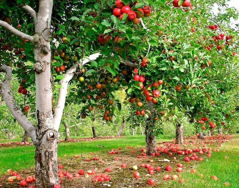Правильный уход за яблоней позволит получить богатый урожай яблок при минимальных затратах времени.