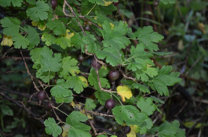 Ягоды смородины на старом кусте.