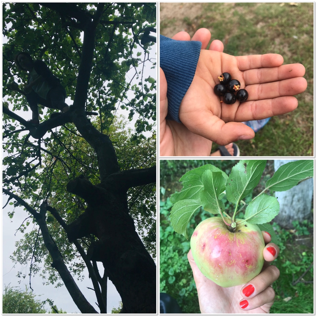 На дереве я, Саша там тоже был.